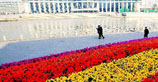 天津市今冬用十万余株仿真花代替鲜花美化市容